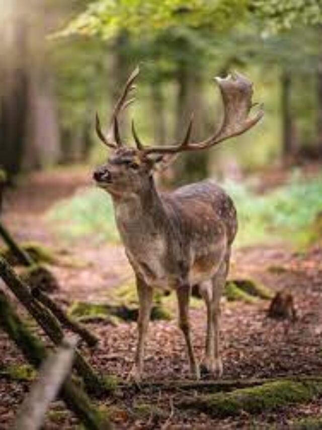 deer