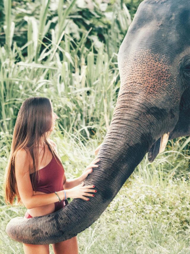 10 Fascinating Elephant Facts You Must Know
